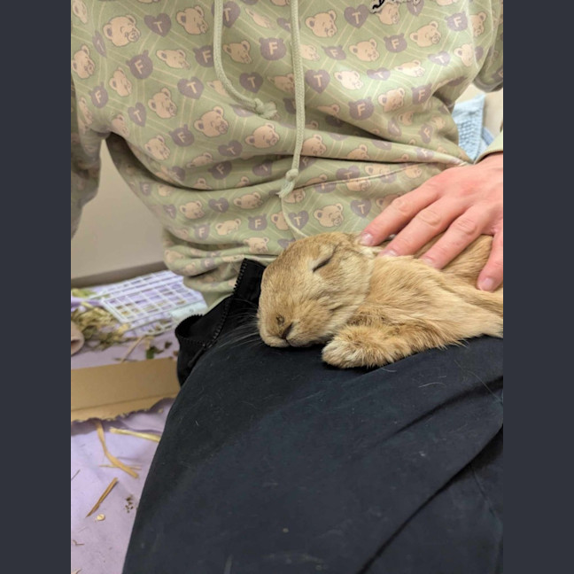 Photo of Xesus Junior 