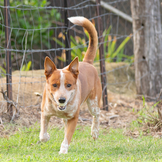 Photo of Rusty