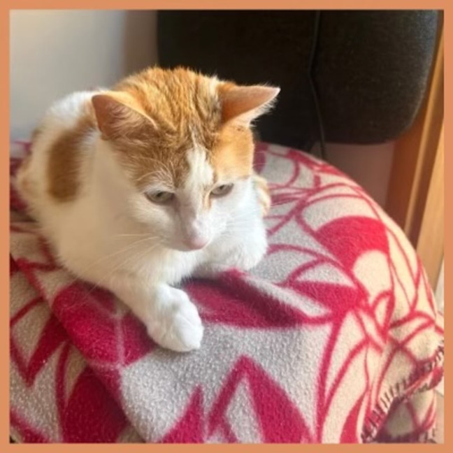 Photo of Marmalade