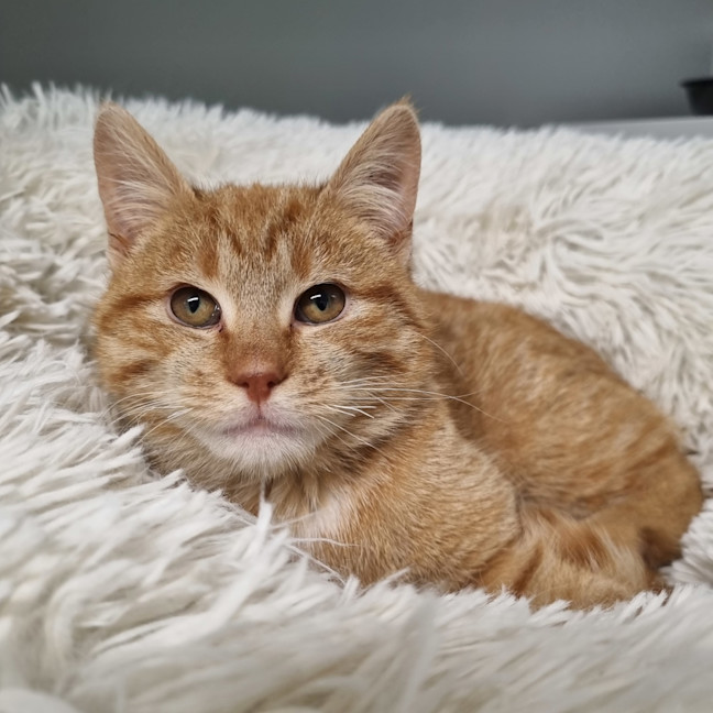Photo of Pumpkin