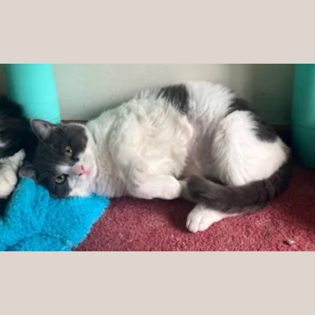 Photo of Rosie Dancer