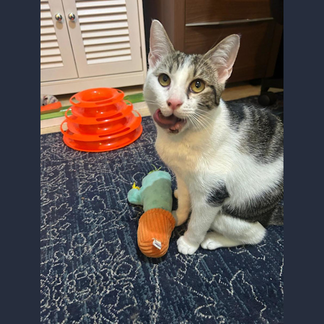 Photo of Pumpkin 