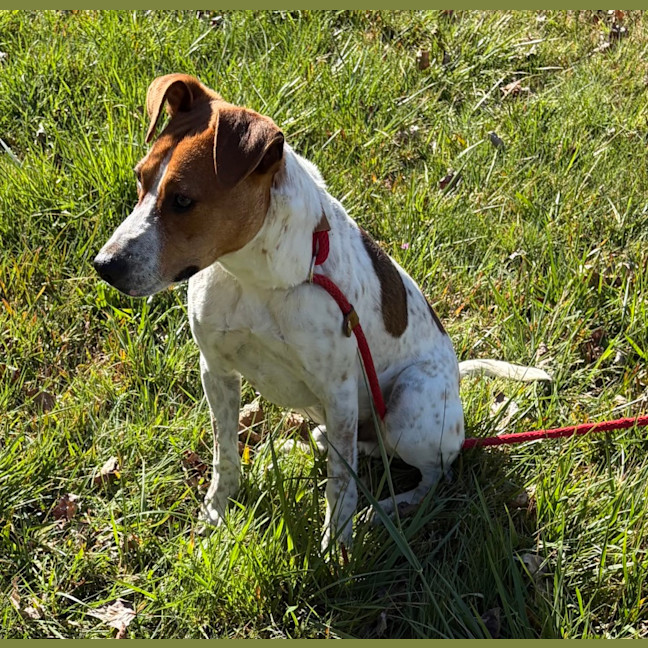 Photo of Roscoe