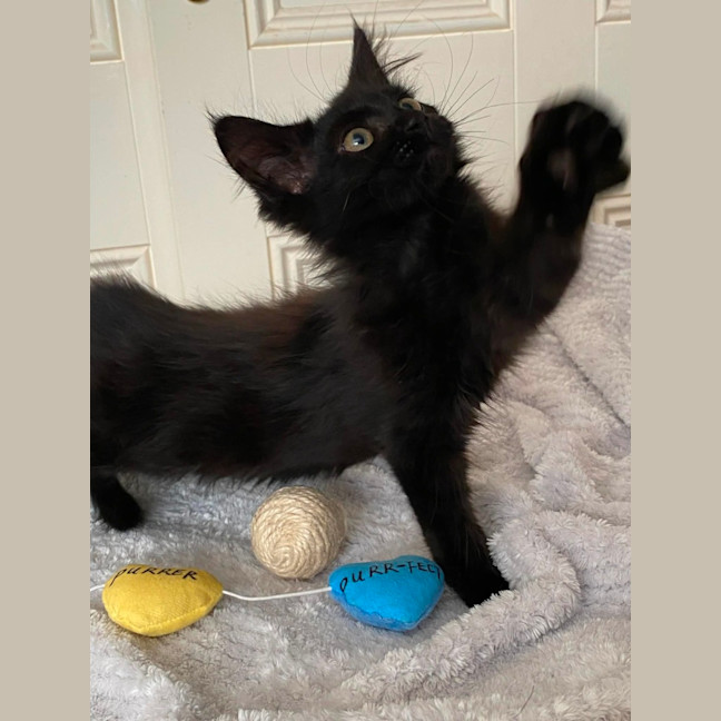 Photo of Ebony *9 Lives Project Rescue*