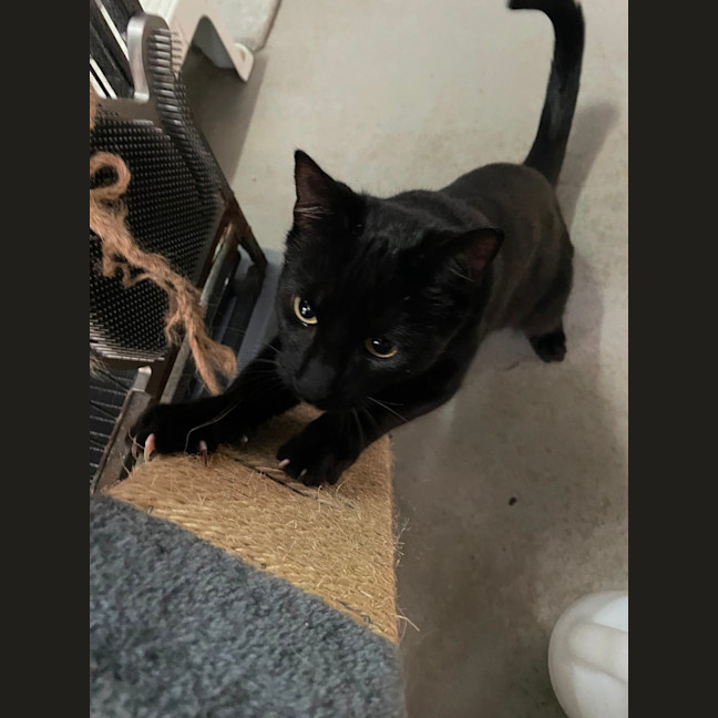 Photo of Bagel