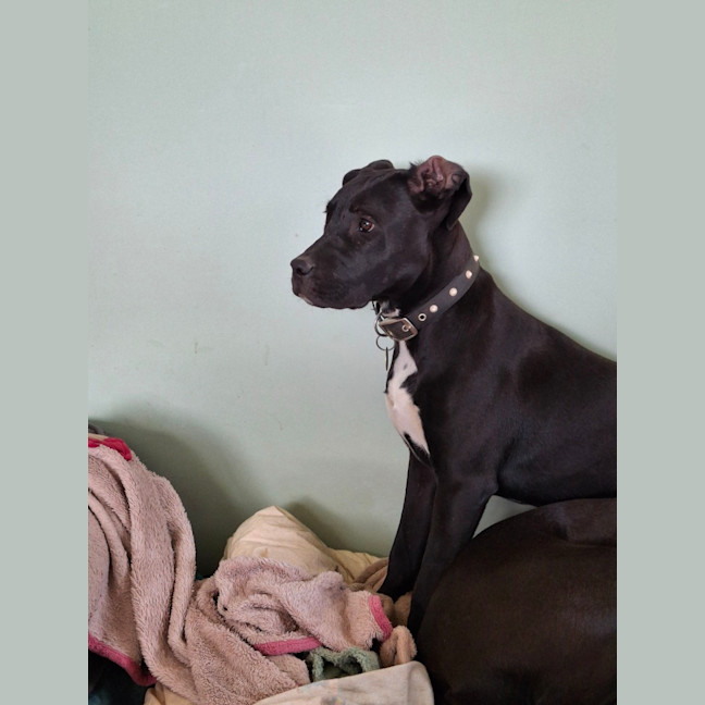 Photo of Superior Winston