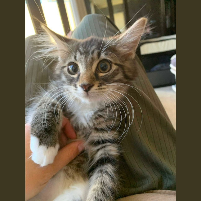 Photo of Socks & Mushroom