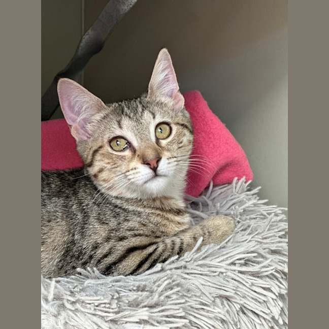 Photo of Pike