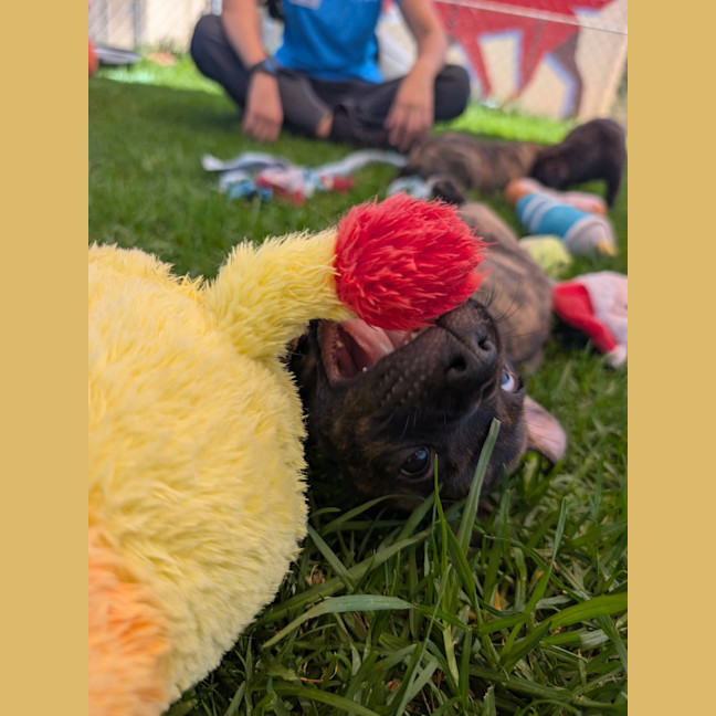 Photo of Cobalt