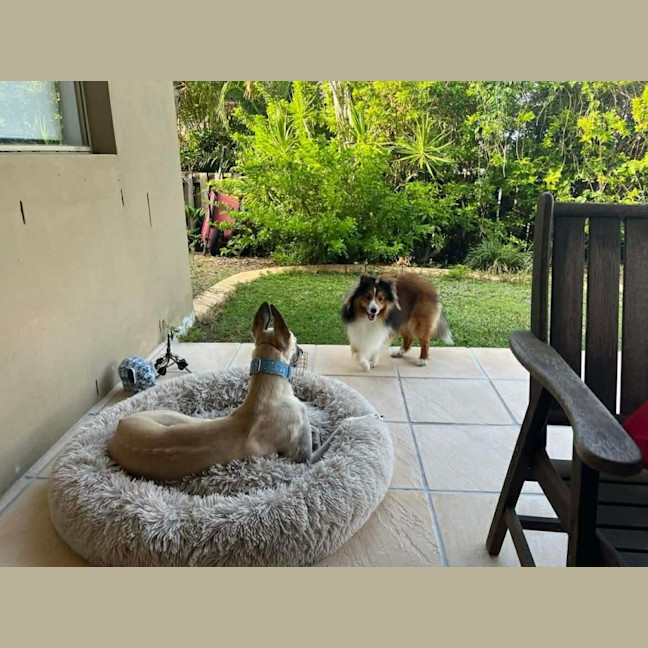 Photo of Orana The Greyhound