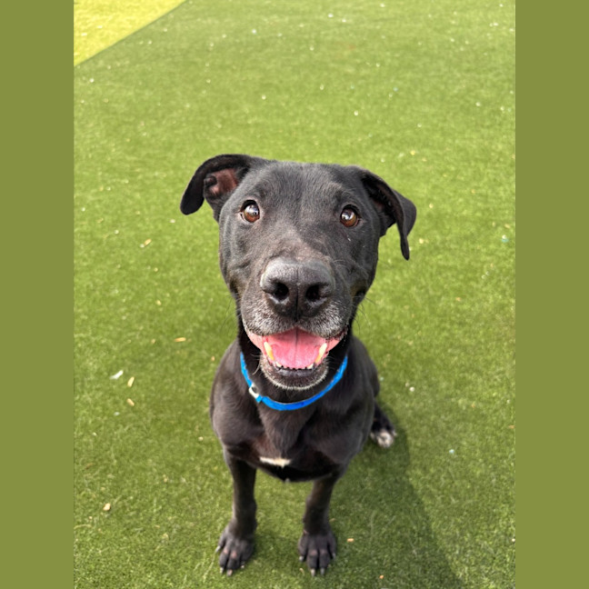 Photo of Flint Imp 7