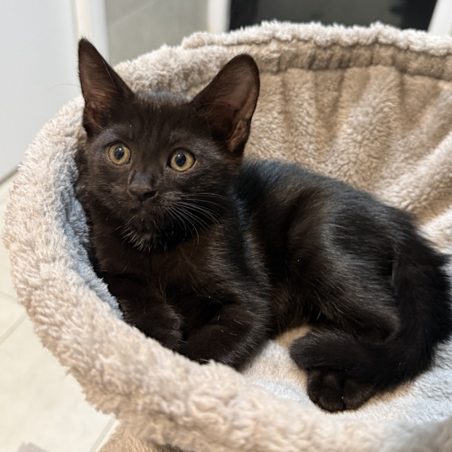 Photo of Mrs. Scribbles