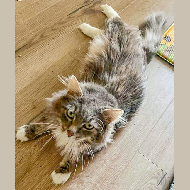 Photo of Teddy