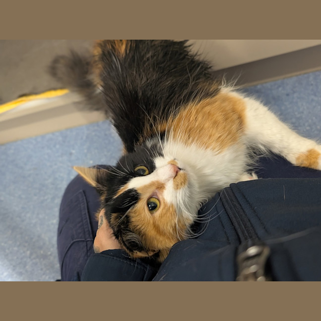 Photo of Cookie 