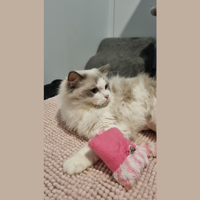 Photo of Lunar
