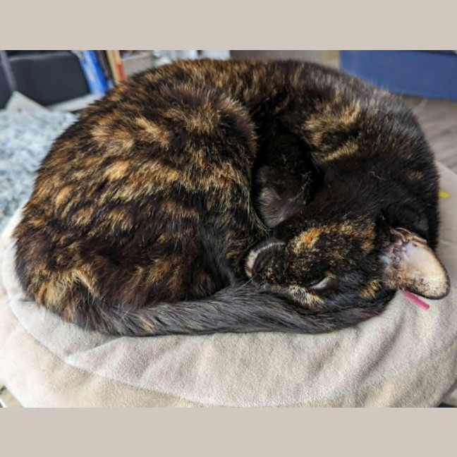Photo of Freya