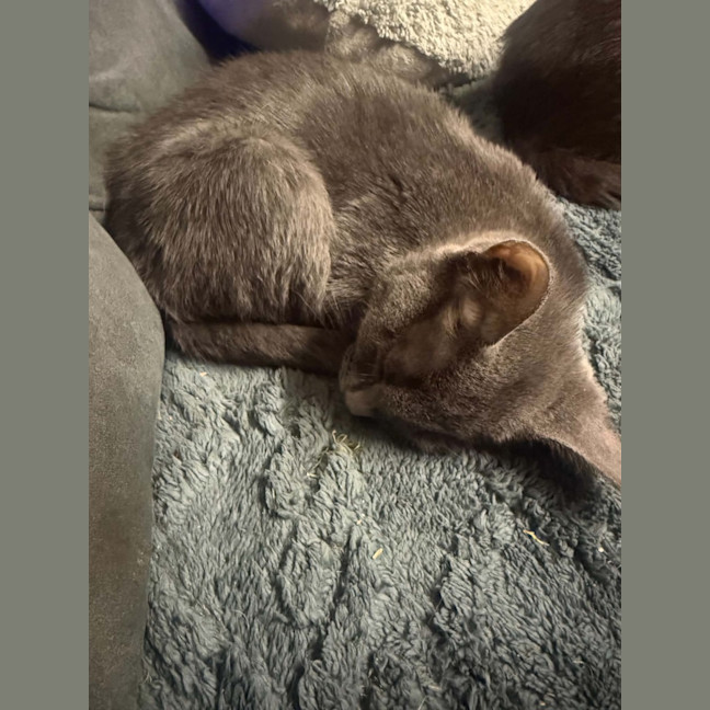 Photo of Ash 
