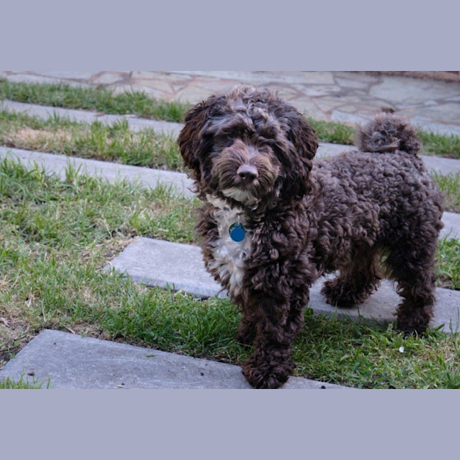 Photo of Bertie Kumara