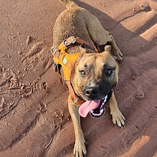 Photo of Bandit