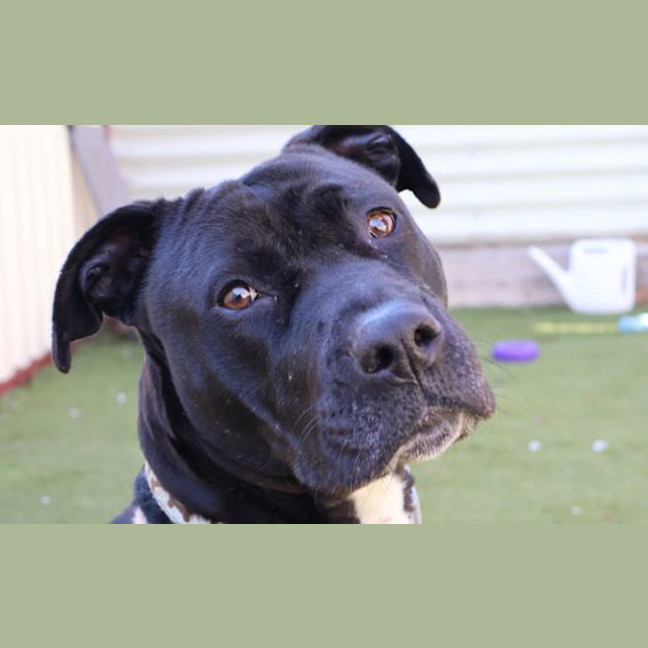 Photo of Gracie