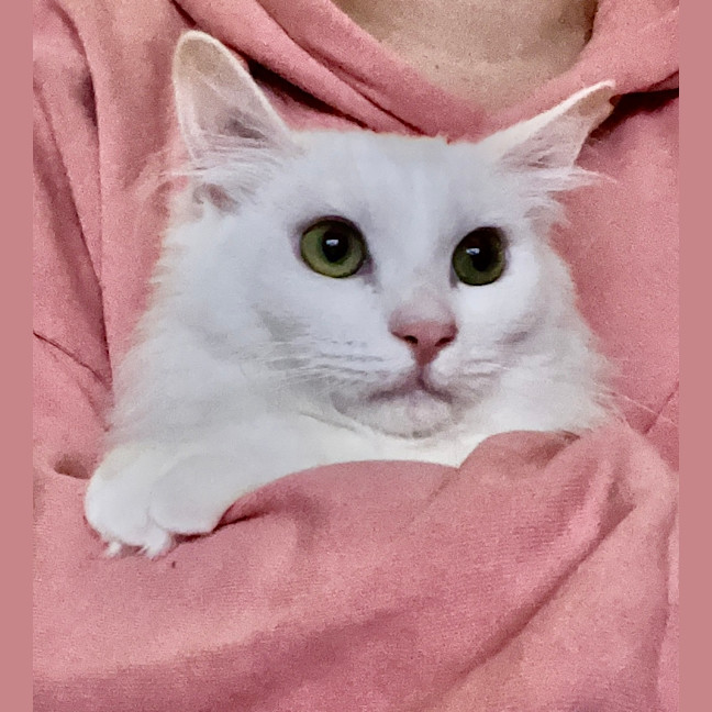 Photo of Portia
