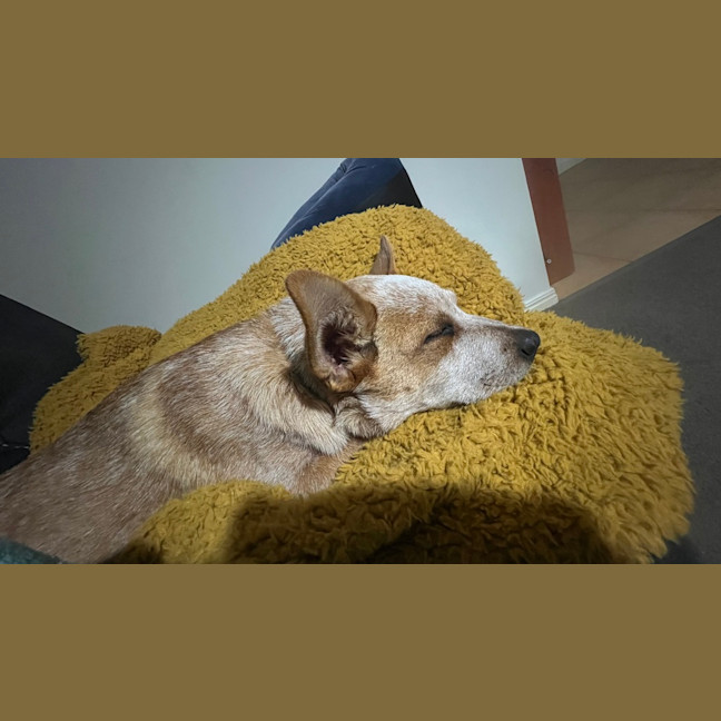 Photo of Echo