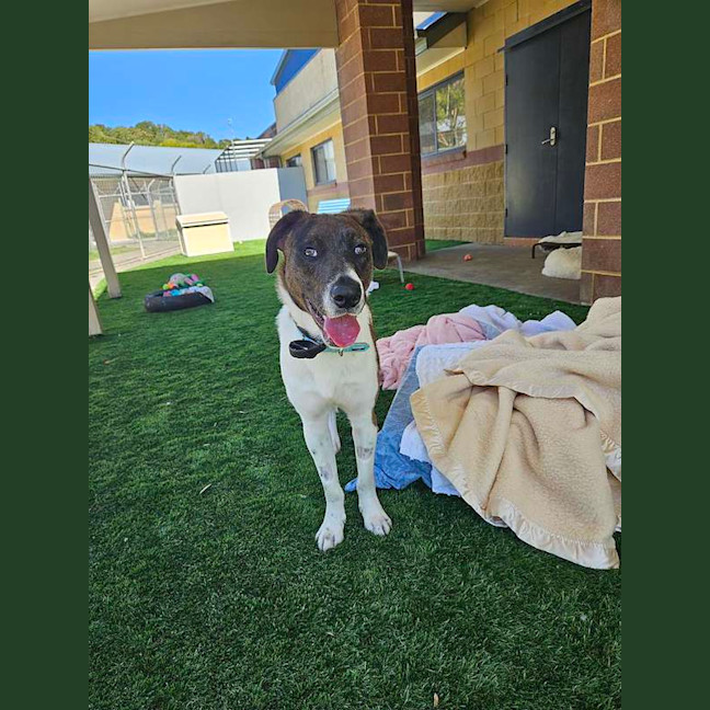 Photo of Atlas