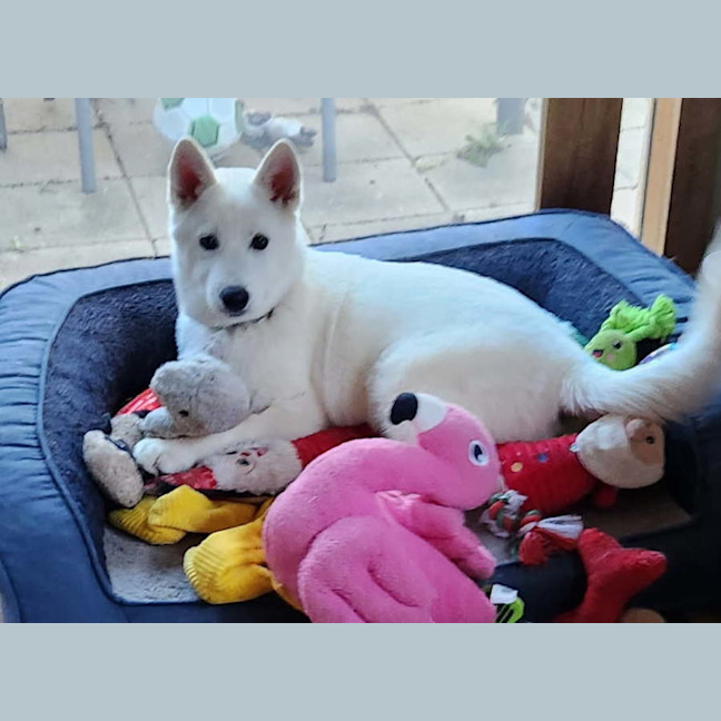 Photo of Lumi