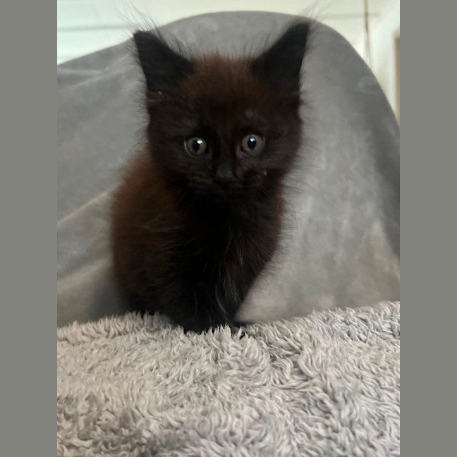 Photo of Onyx