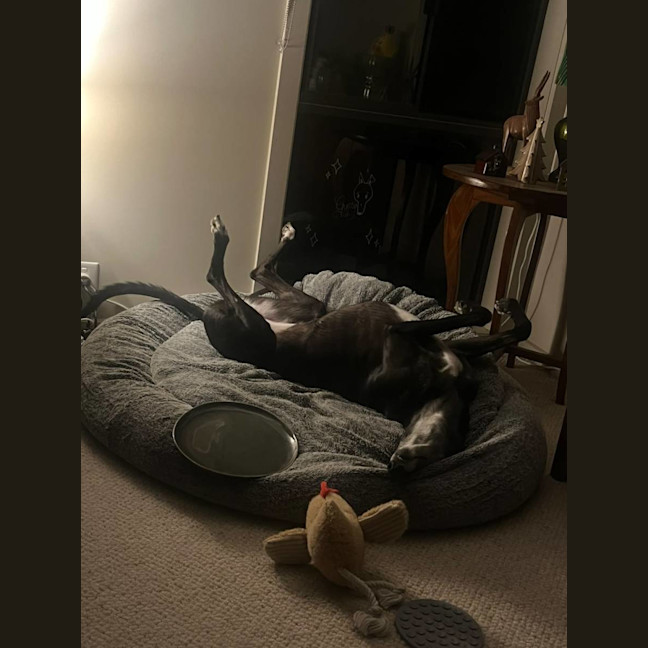 Photo of Gypsy