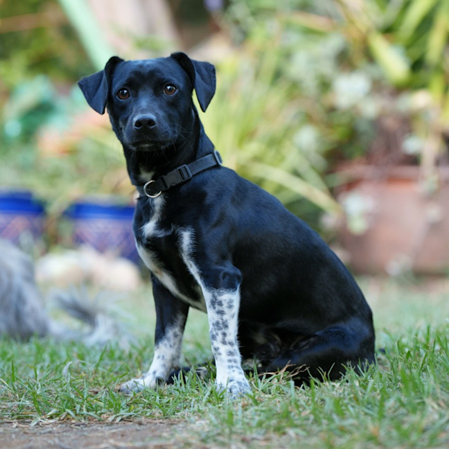 Photo of Dexter