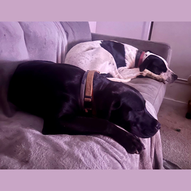 Photo of Bella (9225)