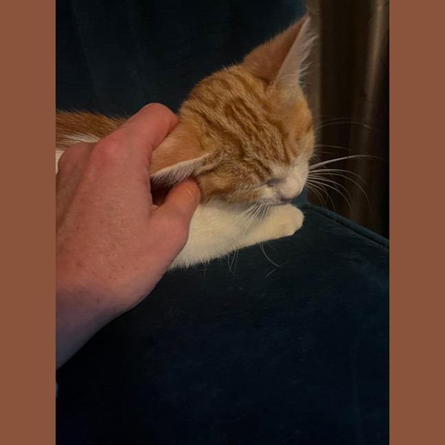 Photo of Nugget