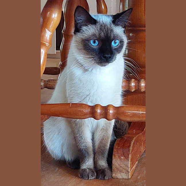 Photo of Biscotti