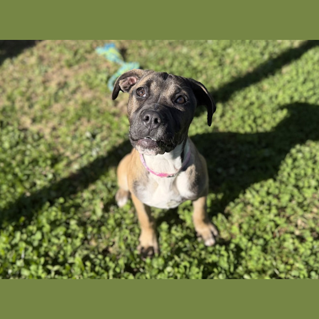 Photo of Nutmeg Imp 1482