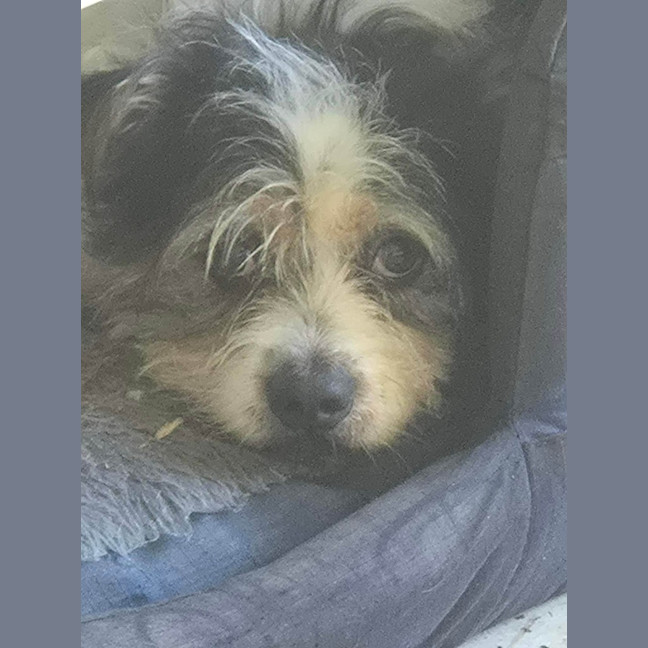 Photo of Cooper