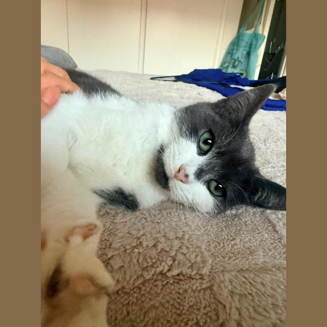 Photo of Davinci