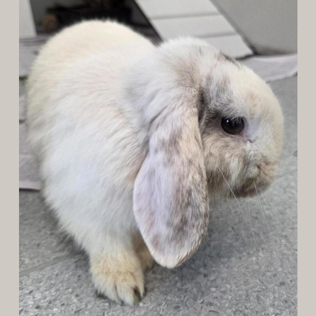 Photo of Cashew