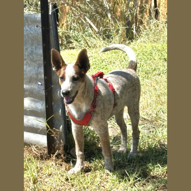 Photo of Darcy
