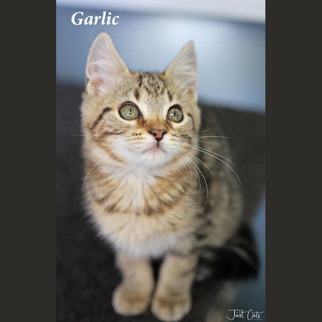 Photo of Garlic