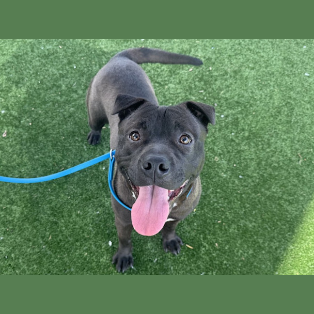 Photo of Freddo Frog Imp 2100