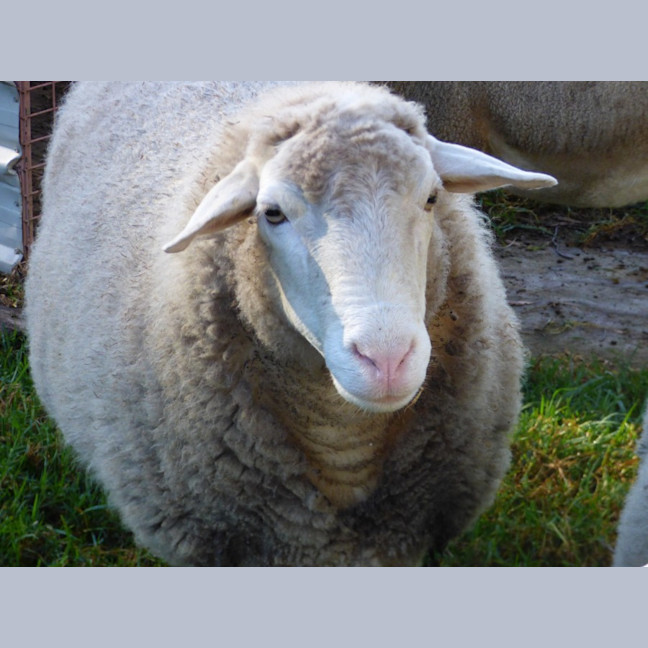 Photo of Sheep
