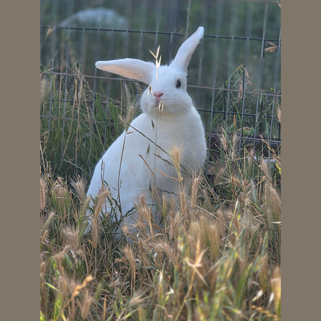 Photo of Gidget 