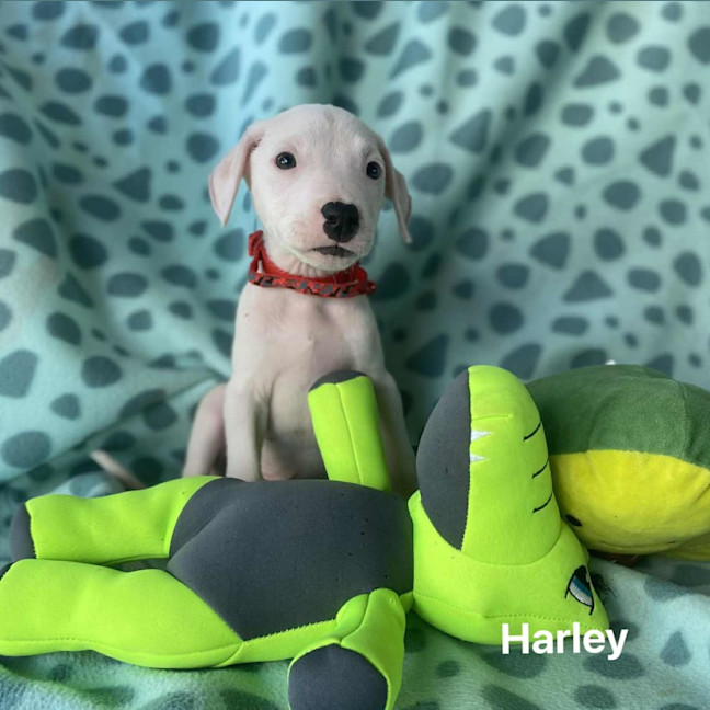 Photo of Harley