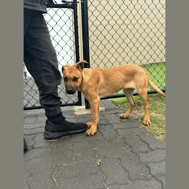 Photo of Shelly   5 Month Old Ridgeback X