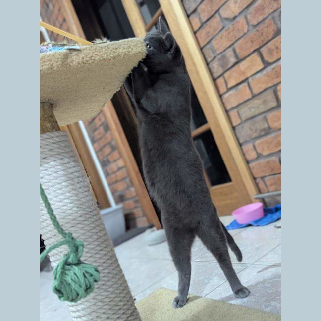 Photo of Smokey