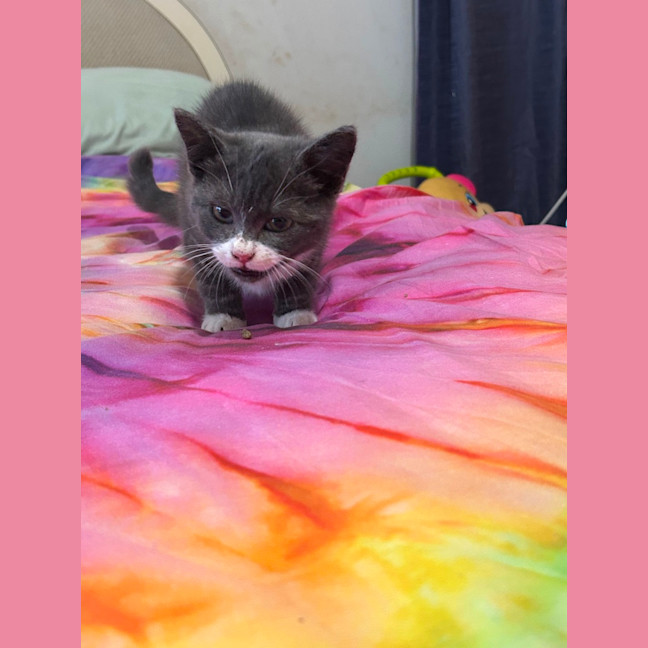 Photo of Opal 