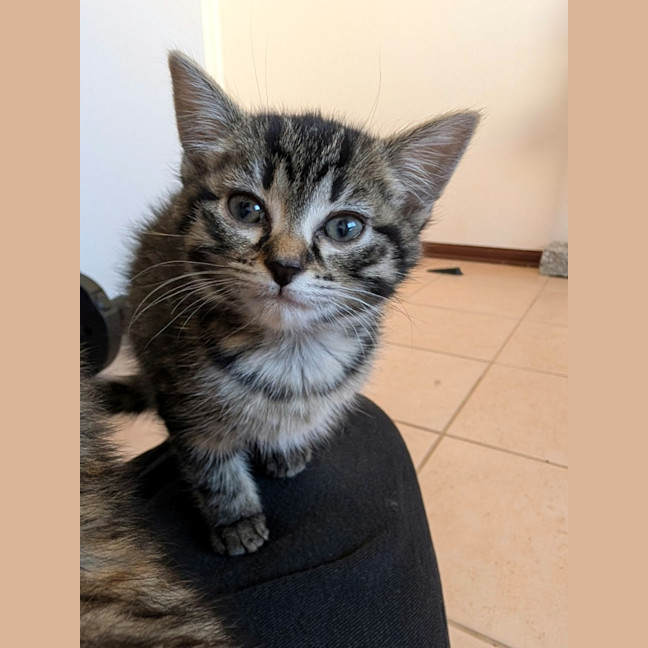 Photo of Sesame
