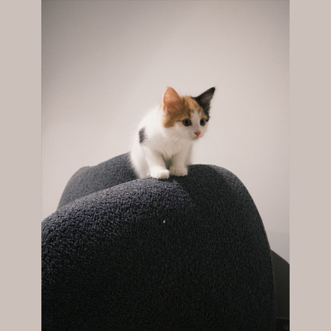 Photo of Feta & Olive