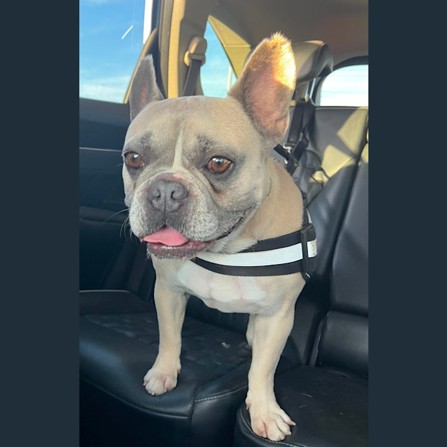 Photo of Boo   5 Year Old French Bulldog